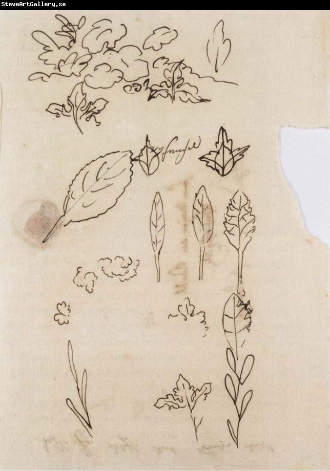 Johann Wolfgang von Goethe Leaf shapes